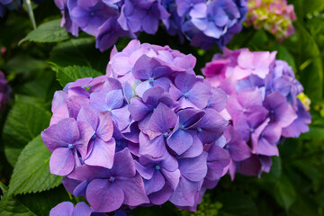 Hydrangea Macrophylla Is A Deciduous Shrub, Native To Japan. It Is Widely Cultivated In Many Parts Of The World.