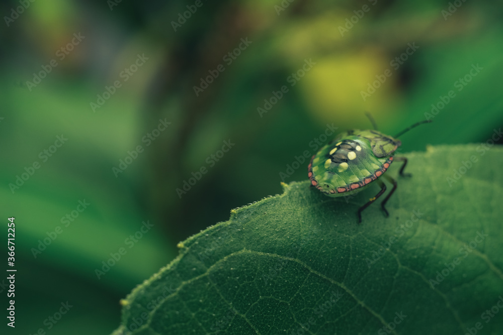 Aufkleber Close Up of linen skin stink bug on the green leaf, The brown marmorated stink bug is an insect in the family Pentatomidae..Nature background pattern texture for design.