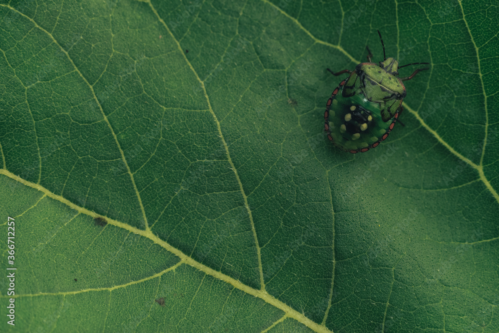 Poster Close Up of linen skin stink bug on the green leaf, The brown marmorated stink bug is an insect in the family Pentatomidae..Nature background pattern texture for design.