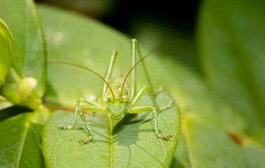 A green grasshopper sitting on a leaf ready to jump.