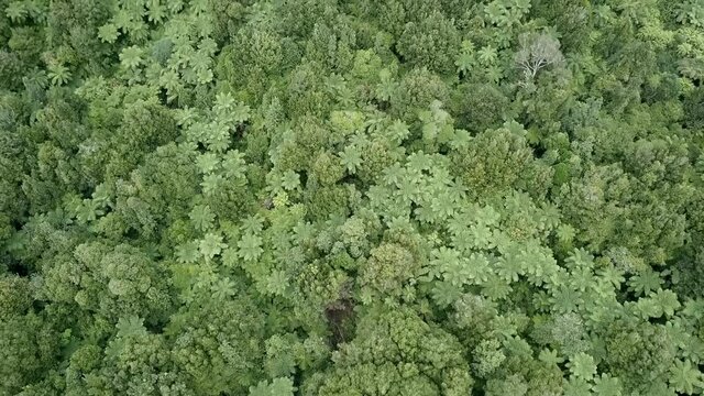 Aerial Shot of beautiful green lush forests of New Zealand. Top Down Drone Shot of rainforests jungle trees.