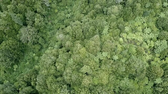 Aerial Shot Revealing beautiful green lush forests of New Zealand. Top Down Drone Shot of rainforests jungle trees.