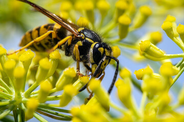 Bienen, Hummeln, Bremsen, Wespen, Fliegen, Schmetterlinge, Schwebfliegen beim fressen und bestäuben von Nutzpflanzen und anderen Blumen