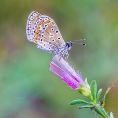 mariposa de alas marrones con manchas naranja sobre una flor rosa