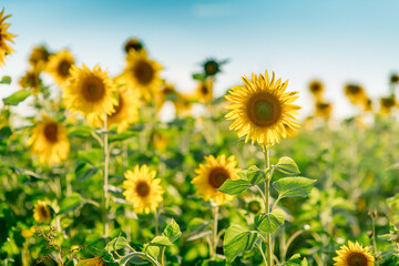 Fototapeta premium A footage of a sunflower field in a photo of a bright blue sky in summer