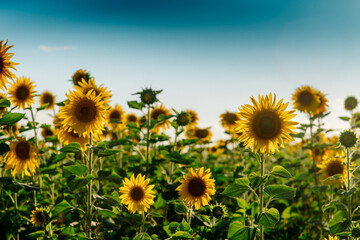 A footage of a sunflower field in a photo of a bright blue sky in summer