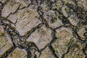 Part of trunk. Texture of tree stump with. Close up.