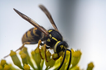 Bienen, Hummeln, Bremsen, Wespen, Fliegen, Schmetterlinge, Schwebfliegen beim fressen und bestäuben von Nutzpflanzen und anderen Blumen