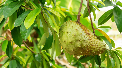 Green soursop fruit hanging on a soursop tree.