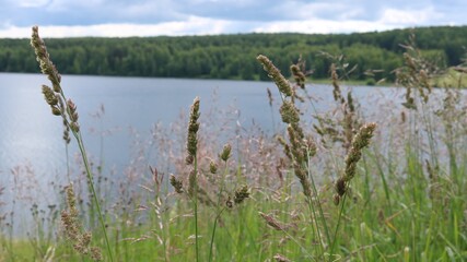 a harmonious view through the grass growing on the shore to a calm lake or river with a forest on the opposite shore, a deserted natural space for rest and relaxation, a quiet landscape on a cloudy da