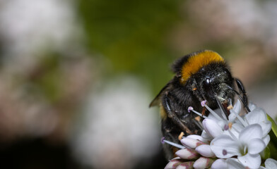Bumblebee collecting nectar from a white flower. Close up.