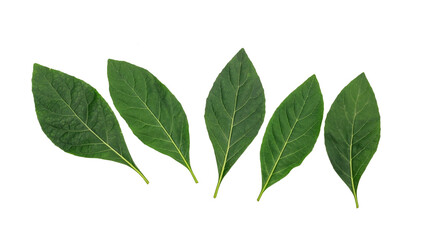 Green bitterleaf tree on a white background.
