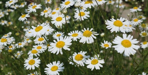 chamomile meadow with large white flowers in green grass, chamomile medicinal plant under the summer sun
