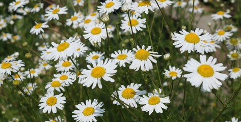 Fototapeta premium chamomile meadow with large white flowers in green grass, chamomile medicinal plant under the summer sun