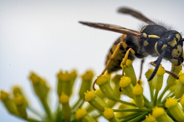 Bienen, Hummeln, Bremsen, Wespen, Fliegen, Schmetterlinge, Schwebfliegen beim fressen und bestäuben von Nutzpflanzen und anderen Blumen