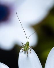 Speckled cricket standing on a flower pellet.