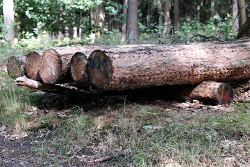 Alte Baumstämme warten auf den Transport