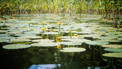 Yellow flower from water lily
