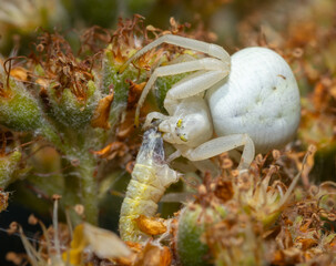 Chameleon spider hunting a prey