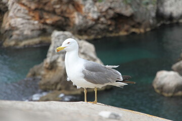 seagull on a rock, Dubrovnik Croatia