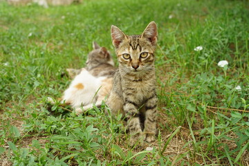 Naklejka na ściany i meble Tabby gray kitten sitting in the summer garden in green grass