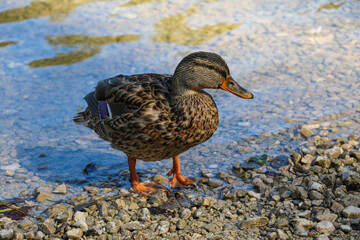 A wild duck came out of the water and stands on the shore. Heats up.