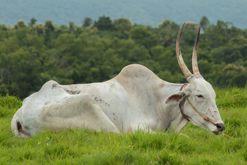 white indian bull grazing in a grassy hill side