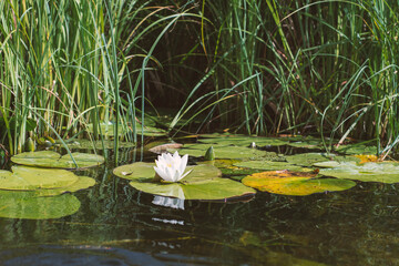 White flower from water lily
