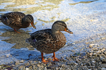 Wild ducks come out of the water to the shore.