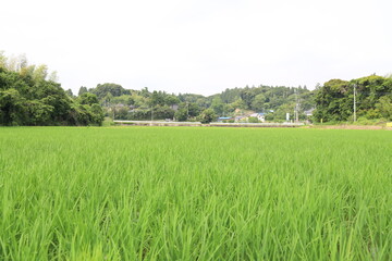 Fototapeta premium 田んぼ
