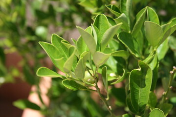 Green Plants of Chroatia