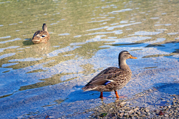 A wild duck stands in cold, clear water.