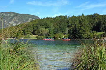 Beautiful crystal clear water on lake Bohinj, Slovenia.
