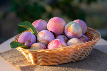 Fresh plums in basket on wood table. Pink pulm with leaves. Food fruit Background. Summer postcard. Harvesting in the garden. Harvest of plum