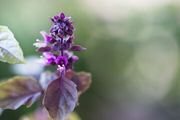 Blooming basil plant flower on natural background