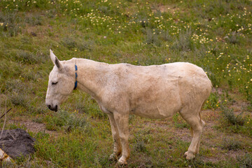 Obraz premium Working donkey in Santorini island, Greece.