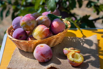 Fresh plums in basket on wood table. Pink pulm with leaves. Food fruit Background. Summer postcard. Harvesting in the garden. Harvest of plum