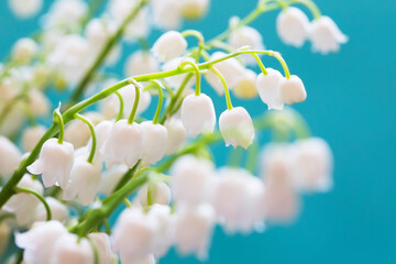 lovely lily of the valley flowers on a blue background, spring flowers - 366715467