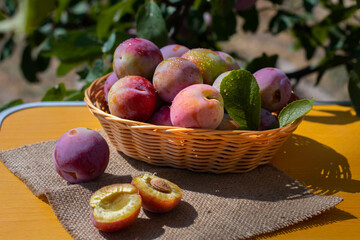 Fresh plums in basket on wood table. Pink pulm with leaves. Food fruit Background. Summer postcard. Harvesting in the garden. Harvest of plum