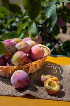 Fresh plums in basket on wood table. Pink pulm with leaves. Food fruit Background. Summer postcard. Harvesting in the garden. Harvest of plum