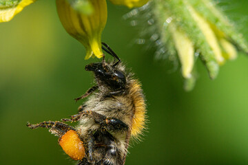 Bienen, Hummeln, Bremsen, Wespen, Fliegen, Schmetterlinge, Schwebfliegen beim fressen und...