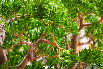 Crassula ovata Gollum. Succulent Crassulaceae or Stonecrops. Shrubby succulent with tubular leaves