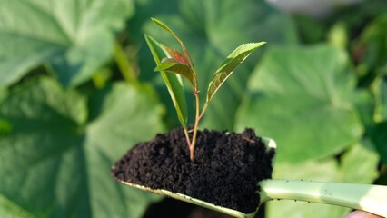Gardening at spring. Close up green plastic trowel with plant into dirt or soil to dig into bare soil garden. Planting in garden a plant 