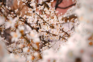 autumn leaves on the tree