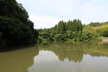 Fototapeta premium 野池