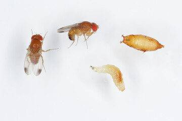 Adults, larva and pupa of Drosophila suzukii (suzuki) - commonly called the spotted wing drosophila...
