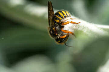 Bienen, Hummeln, Bremsen, Wespen, Fliegen, Schmetterlinge, Schwebfliegen beim fressen und...