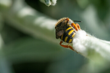 Bienen, Hummeln, Bremsen, Wespen, Fliegen, Schmetterlinge, Schwebfliegen beim fressen und...