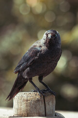 A perched curious crow watching