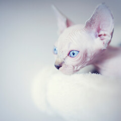 Hairless kitten with big blue eyes looks around. Portrait sphynx young cat in scratcher for cats. Naked hairless antiallergic domestic cat breed with big ears. Small sweet kitty.